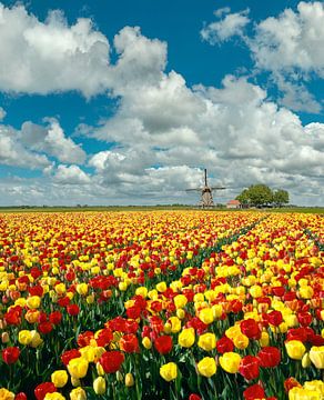 Windmolen met bollenveld van rode en gele tulpen, Nederland, truc, montage van Rene van der Meer