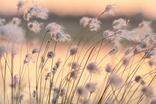 Cotton grass in the wind by Tanja Riedel