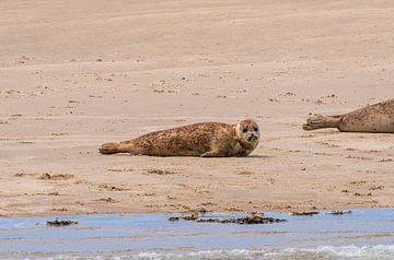 Young seal on the sandbank by Merijn Loch