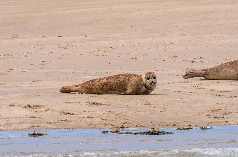 Junger Seehund auf der Sandbank von Merijn Loch