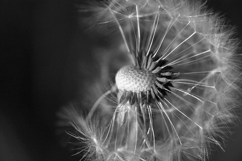 Uitgebloeide paardenbloem / paardebloem von Frouwkje Fotografie