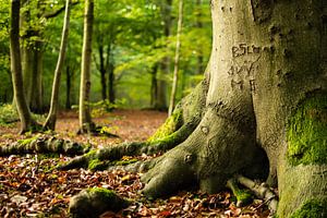Liefdes initialen in het bos van Heiloo tijdens Herfst. van Dorus Marchal