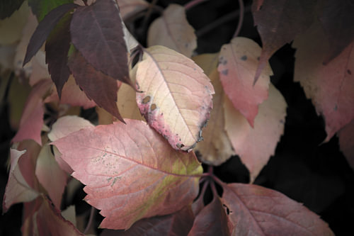 De kleuren van de herfst in verschillende pracht