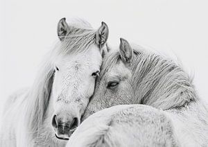Two Robust Icelanders Tenderly Loving Each Other