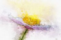 Bloemen 11