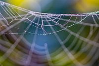 Colourful web with dew