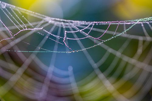 Toile colorée avec rosée