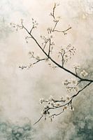 Blossom branches against soft background