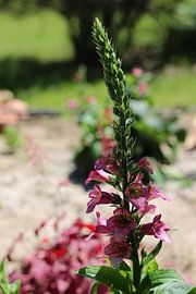A summer root by Marvin Taschik