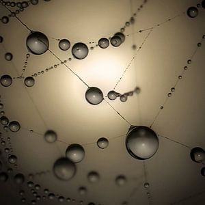 Spinnenweb druppels