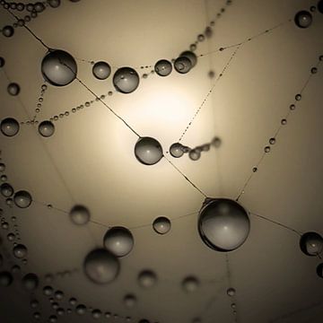 Spiderweb drops by Ruud Peters