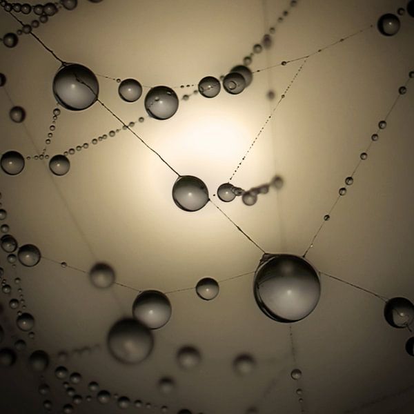 Spinnenweb druppels van Ruud Peters