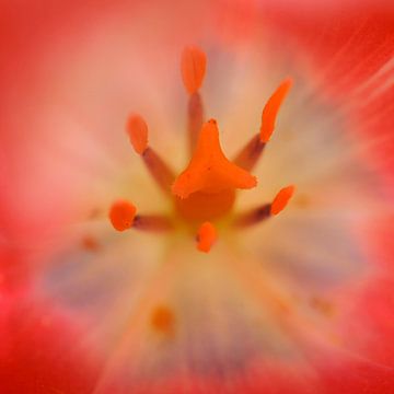 Coeur de tulipe van Martine Affre Eisenlohr