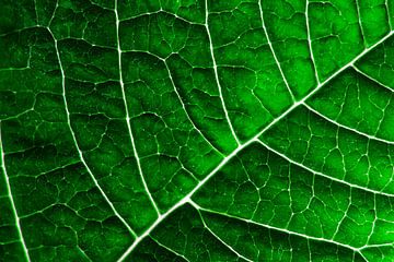 LEAF STRUCTURE GREENERY by Pia Schneider