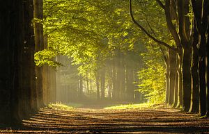 Wald in dem morgensonne von Arjan Keers