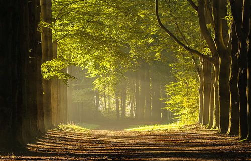 Wald in dem morgensonne