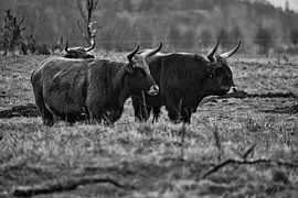 Highland cattle on a meadow, in black and white by Martin Köbsch