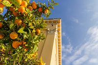 Fröhliche Orangen
