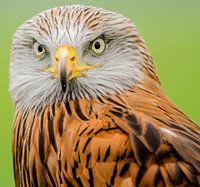 De Rode Wouw