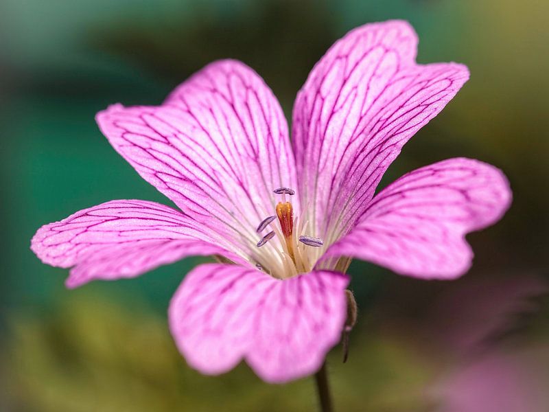 Geranium by Rob Boon