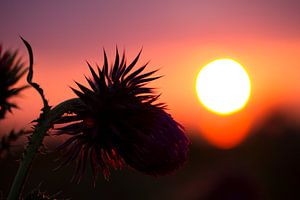 A thistle during the sunset by Karijn | Fine art Natuur en Reis Fotografie