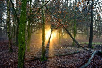 De opkomende zon op een winterochtend verstopt achter de bomen. van Jurjen Jan Snikkenburg