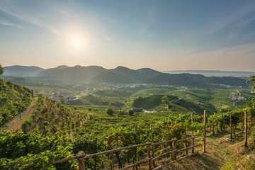 Prosecco Hills, wijngaarden panorama in de ochtend. Italië van Stefano Orazzini