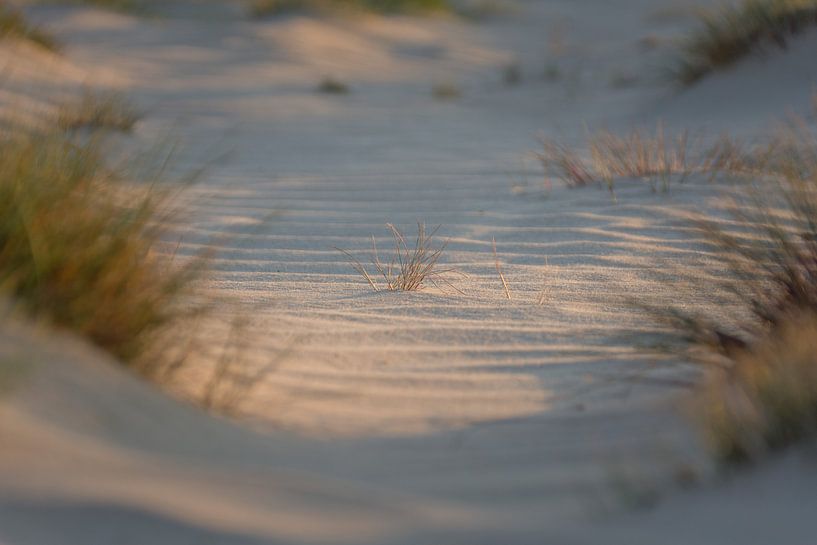 Die Kraft der Natur von Ron Hermans