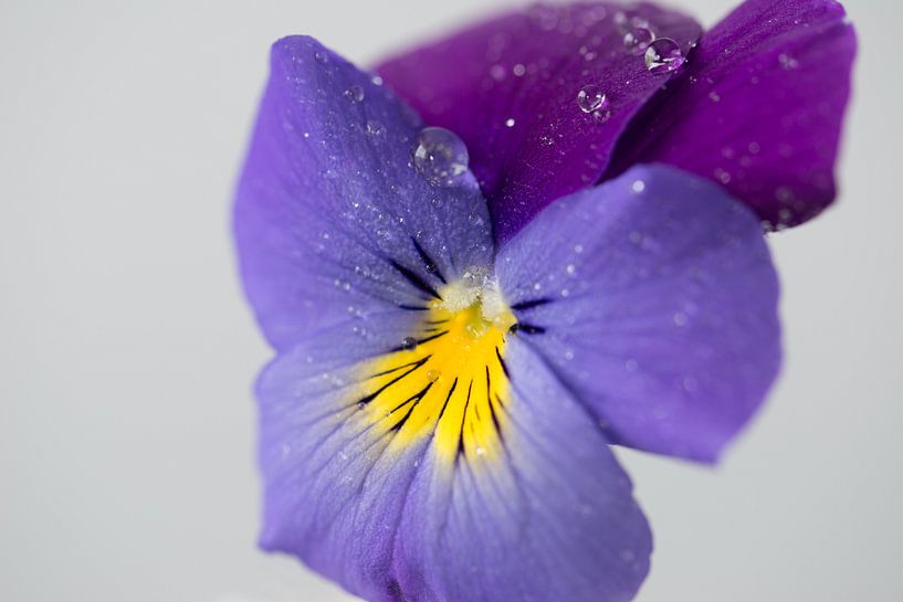 purple violet by Karin van Waesberghe