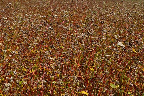schilderij met een kleuren schakering van boekweit