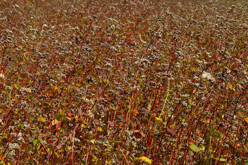 Malen mit einem Farbton von Buchweizen von wil spijker