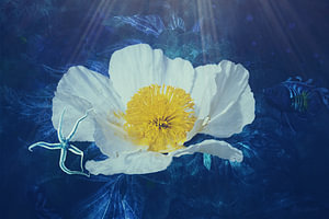 Ein Herz aus gelbem Mohn unter Wasser