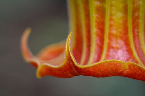 Trompette rouge des anges - Brugmansia Sanguinea