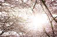 Bloesem lente in Nederland van shanine Roosingh thumbnail