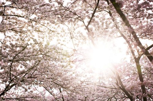 Blütenfrühling in den Niederlanden