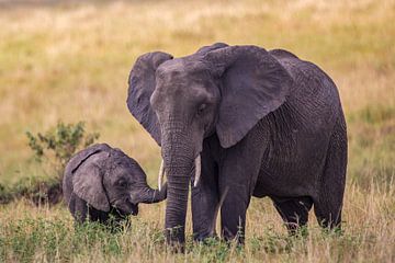 Elefant m. Jungem von Peter Michel
