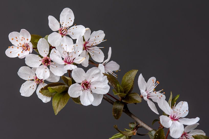 Fleur de cerisier, comme tu es belle en mars. par Jolanda de Jong-Jansen