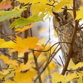 Ransuil (Long-eared owl) van Jan Katsman