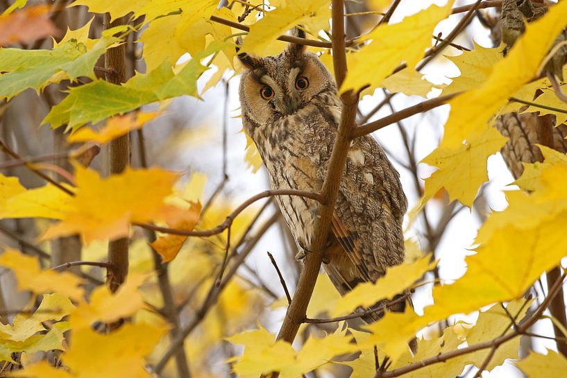 Ransuil (Long-eared owl) van Jan Katsman