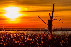 Oostvaardersplassen bij zonsopkomst sur AGAMI Photo Agency