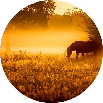 Paard in de mist bij vroege morgen van Jan Linskens