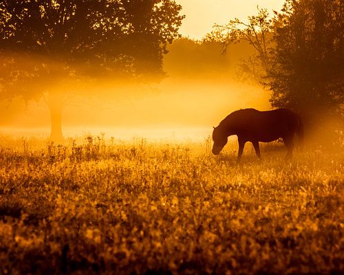 Pferde im Nebel am frühen Morgen