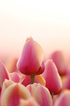 Tulip by Peter Abbes