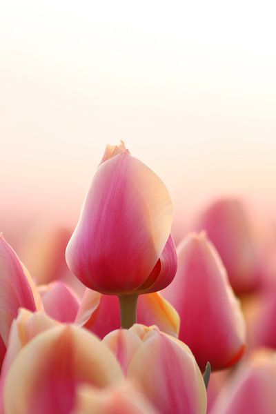 Tulip par Peter Abbes