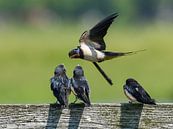 Feeding swallow with young / Feeding swalow by Henk de Boer thumbnail