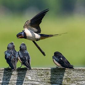 Feeding swallow with young / Feeding swalow by Henk de Boer