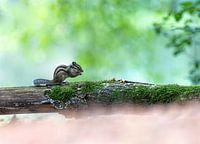 Siberian ground squirrel