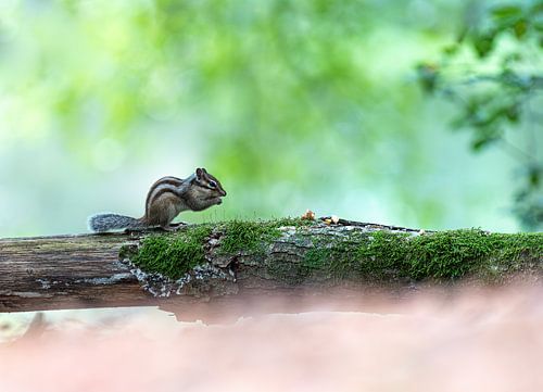 Écureuil terrestre de Sibérie