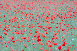 A magnificent field of poppies by Jan Linskens