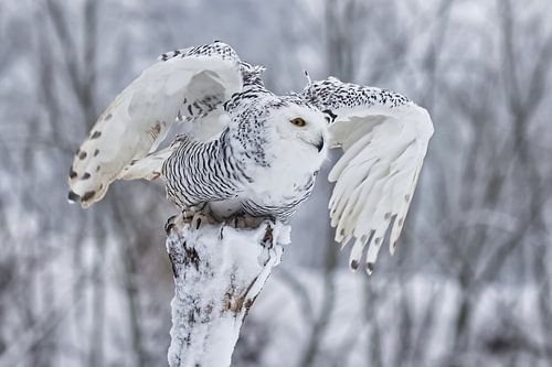Sneeuwuil vlak voordat hij opvliegt van besneeuwde boomstrok